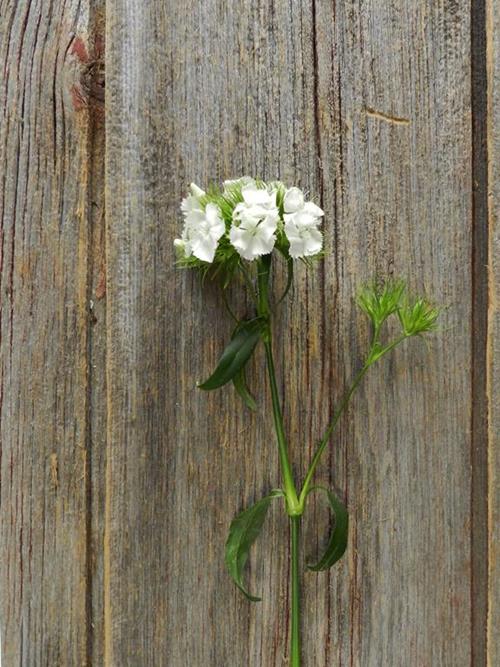 GYPSY WHITE DIANTHUS